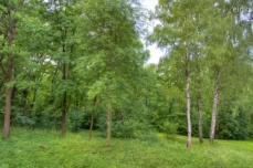 Photo of a forested landscape, in summer