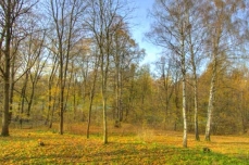 Photo of a forested landscape, in autumn