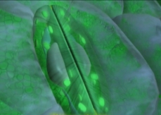 Drawing of two guard cells of a leaf