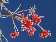 Photo of red fruits from a Sargent viburnum, in winter