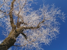 Photo of a white willow covered by frost.