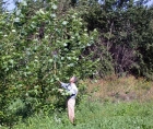 Photo of Alain Cogliastro measuring the growth of some poplars