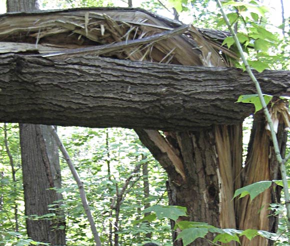 Photo d'un chablis, un tronc d'arbre cassé présente un angle de 90 degrés