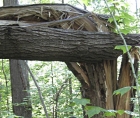 Photo of windfall, a tree's trunk is broken at a 90 degrees angle