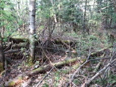 Photo de chablis dans une prucheraie, arbres tombés au sol