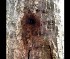 Photo of an early-stage oozing canker 