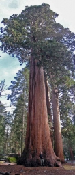Photo of a giant sequoia (Sequoiadendron giganteum)