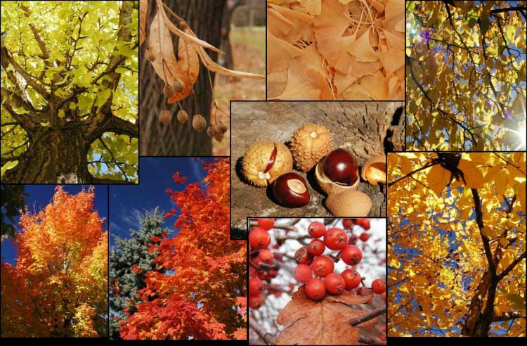 Montage photos d'arbres ou de parties d'arbres pris dans l'Arboretum du Jardin botanique de Montréal, en automne