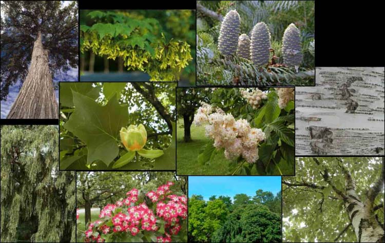 Montage photos d'arbres ou de parties d'arbres pris dans l'Arboretum du Jardin botanique de Montréal, en été