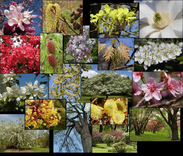 Montage photos d'arbres ou de parties d'arbres pris dans l'Arboretum du Jardin botanique de Montréal, au printemps