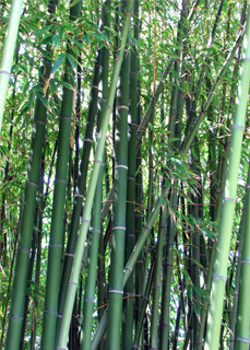 Photo de bambous (Dendrocalamus strictus)
