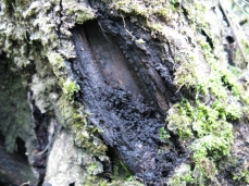 Photo of a canker on a butternut trunk