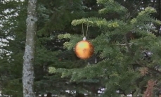 Photo of the branch of a balsam fir, with a Christmas decoration