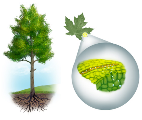 Drawing of a tree showing leaf transpiration
