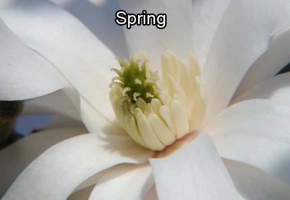 Photo of a star magnolia’s flower