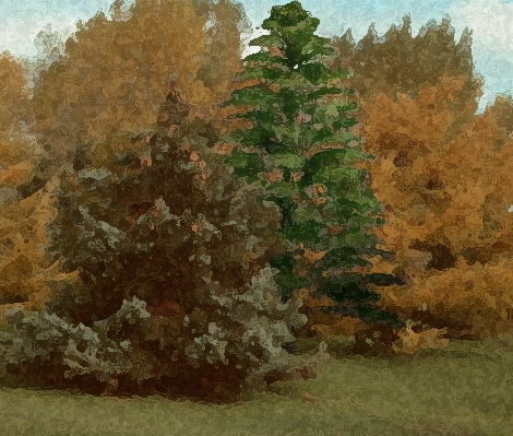 Drawing of Archaeopteris, the first modern tree, overlaid on top of a photo