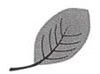 Drawing of an oval-shaped leaf