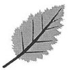 Drawing of a double-toothed leaf