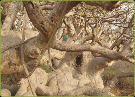 Photo of a baobab without leaves