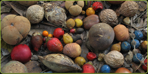 Photo d’un mélange coloré de fruits d’arbres