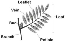 The parts of the leaf