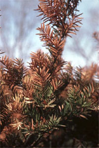 Arbre présentant des feuilles desséchées et décolorées (indice observable) causées par la sécheresse (facteur de stress)