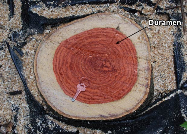 Photo d'une coupe de tronc d'un chne rouge d'Amrique (Quercus rubra), sur laquelle le duramen a t artificiellement color en rouge