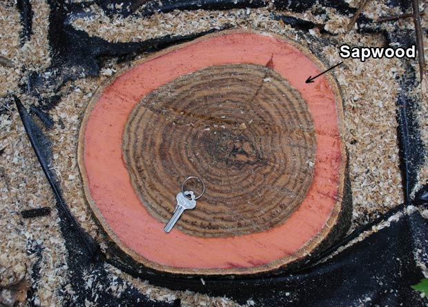 Photo of the trunk cutting of a northern red oak (Quercus rubra), on which the sapwood was artificially-coloured in red