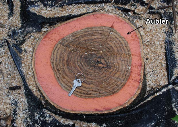 Photo d'une coupe de tronc d'un chne rouge d'Amrique (Quercus rubra), sur laquelle laubier a t artificiellement color en rouge 