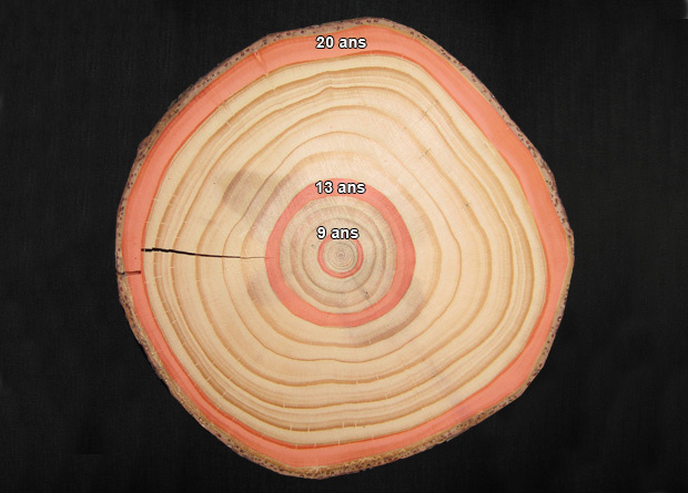 Photo d'une coupe de tronc d'arbre qui montre clairement les cernes de croissance annuels, sur laquelle les cernes de la 9e, de la 13e et de la 20e anne de croissance ont t artificiellement colors en rouge