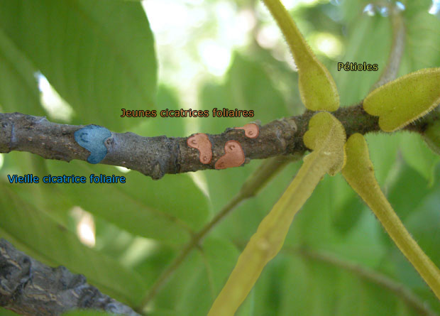 Photo d'une branche de noyer cendr (Juglans cinerea) sur laquelle ont t artificiellement colors en vert quatre ptioles de feuilles, en rouge trois jeunes cicatrices foliaires et en bleu une vieille cicatrice foliaire