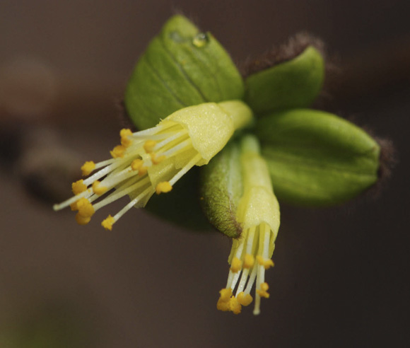 Zoomed-in photo of the flowers of an Eastern Leatherwood (Dirca palustris)