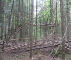 Photo of windfall in a coniferous zone, with tree trunks on the ground