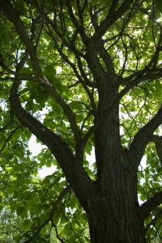 Photo d'un arbre de l'Arboretum