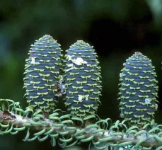 Photo of cones from a Korean fir (Abies koreana)