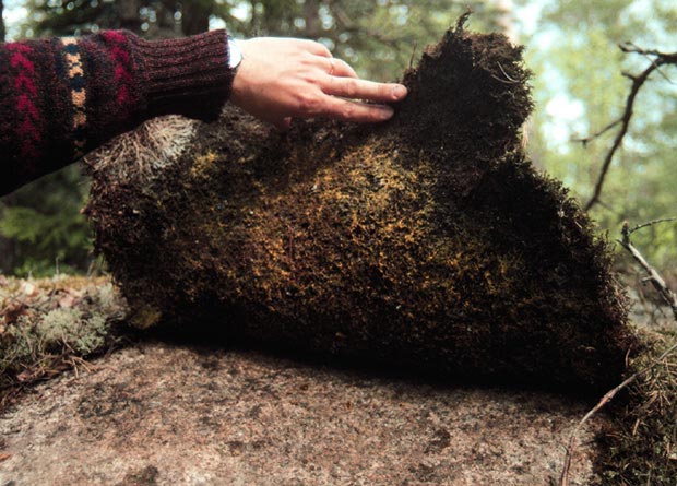 Photo d'une couche superficielle de sol, qui forme un véritable tapis par la quantité de racines de pin sylvestre (Pinus sylvestris) qu'elle contient
