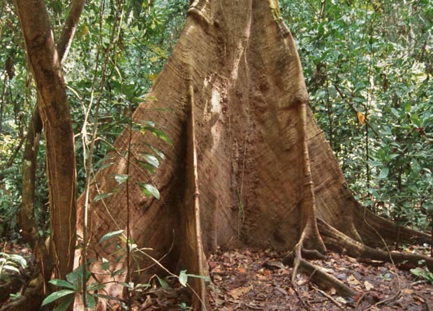 Photo de contreforts d'un arbre exotique