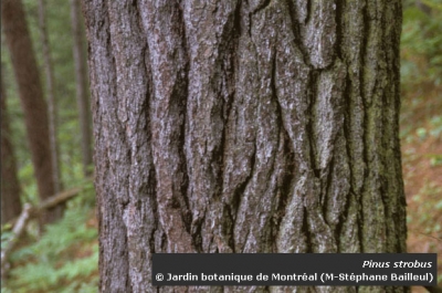 Photo of the bark of an eastern white pine (Pinus strobus)
