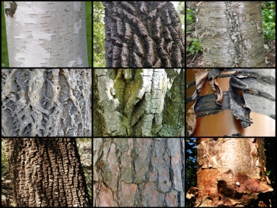 Photomontage of nine different types of tree barks