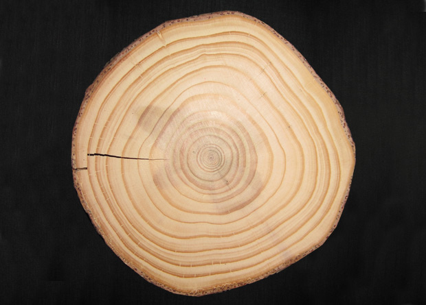 Photo of the trunk cutting of a tree clearly showing the annual tree rings