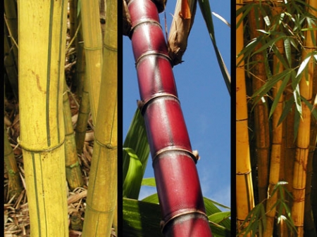 Montage photo de chaumes de trois espèces de bambous différentes (Bambusa sp.)