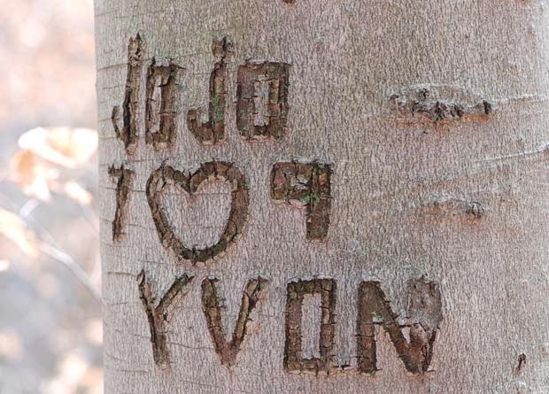 Photo of an American beech (Fagus grandifolia) with a graffiti carved into its bark