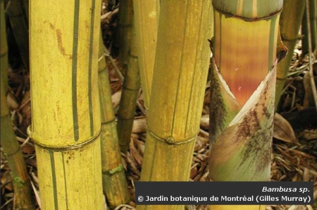 Photo de chaumes jaunes de bambous (Bambusa sp.)