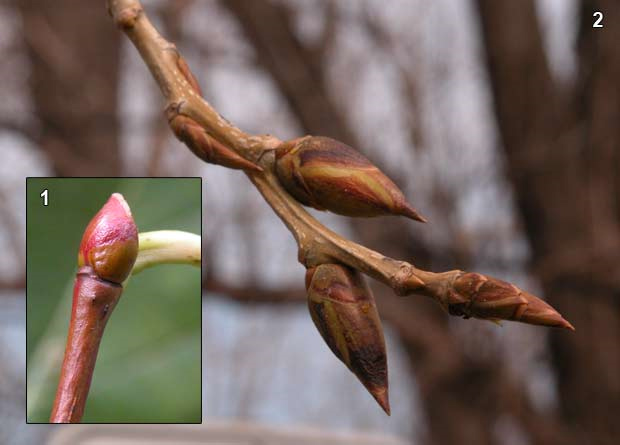 Montage photo d'un bourgeon rond de tilleul d'Amérique (Tilia americana) et de bourgeons pointus d'un peuplier deltoïde (Populus deltoides)