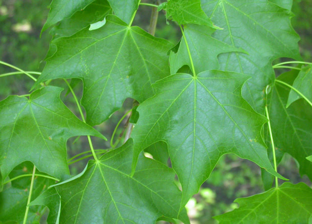 Photo de feuilles d'érable à sucre (Acer saccharum)