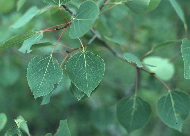 Photo de feuilles aux pétioles plats d'un peuplier faux-tremble (Populus tremuloides)