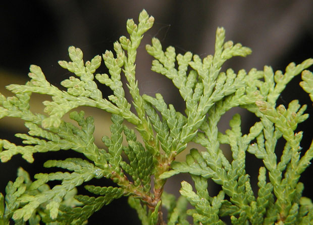 Photo of scales of a white cedar (Thuja occidentalis)