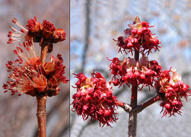 Photomontage of male and female flowers of a red maple (Acer rubrum)