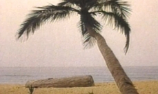 Photo d'un cocotier sur une plage