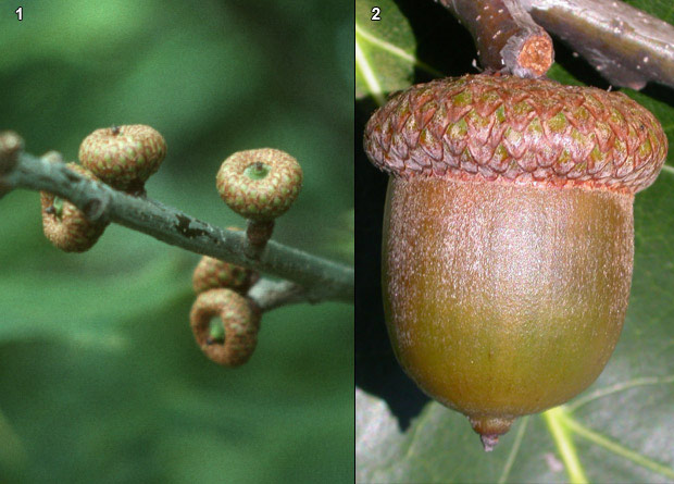 Photomontage of red oak (Quercus rubra) acorns, some small and young and one big and mature
